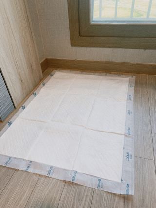 아베크 펫 와이드 프리미엄 대형 애견 강아지 배변 패드 30매 1팩 80g — 3.5점을 준 리뷰어가 2021년 7월 올린 사용 사진
