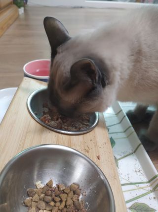 만만이집사님이 올린 리뷰 사진 1