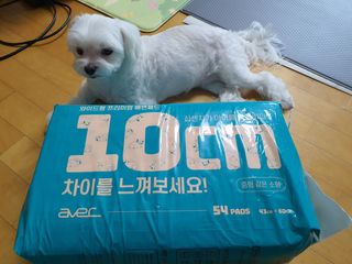 아베크 펫 와이드 프리미엄 중형 애견 강아지 배변 패드 54매 1팩 45g — 5점을 준 리뷰어가 2021년 7월 올린 사용 사진