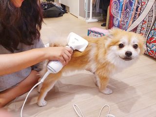 아베크 펫 강아지 고양이 애견 에어 브러쉬 드라이기 올인원 — 5점을 준 리뷰어가 2021년 7월 올린 사용 사진
