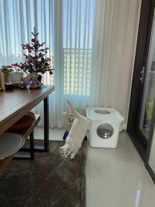 심바날라맘님이 올린 리뷰 사진 4