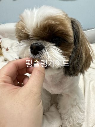 [펫시밀] 원물그대로 영양듬뿍 진공동결건조 북어트릿75g,치킨트릿100g,연어트릿75g 강아지 고양이 간식 — 5점을 준 리뷰어가 2023년 5월 올린 사용 사진