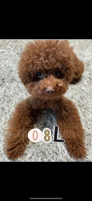 0.8L 마케팅팀 - — 5점을 준 리뷰어가 2021년 5월 올린 사용 사진
