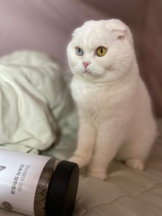화이집사님이 올린 리뷰 사진 3