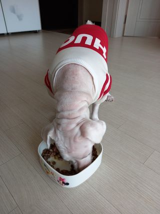 비타크래프트 조에시 하트캔 85g 강아지 습식캔 10캔 — 5점을 준 리뷰어가 2021년 10월 올린 사용 사진