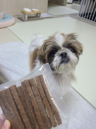 My Pet Care 천연단백질 치아건강에 개좋아 — 4점을 준 리뷰어가 2021년 1월 올린 사용 사진