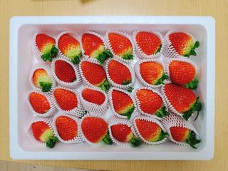 옳음 딸기 논산 설향 딸기 900g 산지직송 — 5점을 준 리뷰어가 2021년 1월 올린 사용 사진