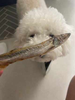 [펫시밀] 원물그대로 영양듬뿍 진공동결건조 치킨텐더100g, 열빙어트릿100g 강아지 고양이 간식 — 5점을 준 리뷰어가 2023년 5월 올린 사용 사진
