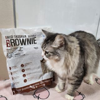 브라우니모래 [브라우니] 고양이 카사바모래 브라우니 천연 응고형 모래  6Lx2개 — 4점을 준 리뷰어가 2023년 11월 올린 사용 사진