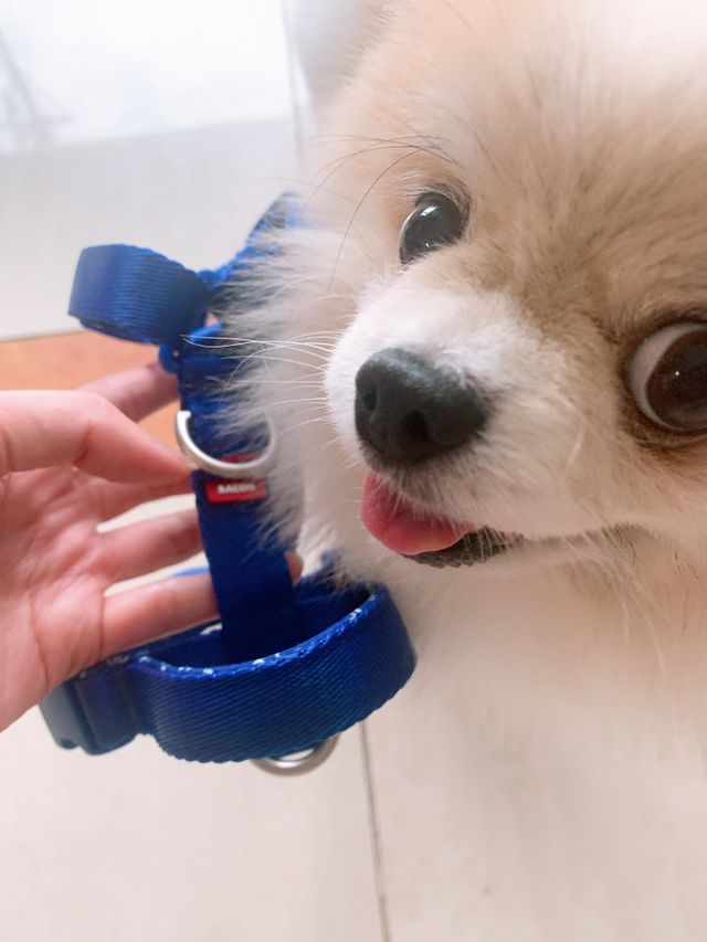[BACON] 고아웃클럽 H 하네스 리뷰 사진