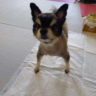 아베크 펫 와이드 프리미엄 대형 애견 강아지 배변 패드 30매 1팩 80g — 5점을 준 리뷰어가 2021년 7월 올린 사용 사진