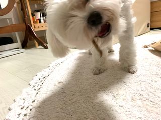 [보헤리] 국내산 강아지 육포간식 바삭 64 2종 — 5점을 준 리뷰어가 2022년 3월 올린 사용 사진