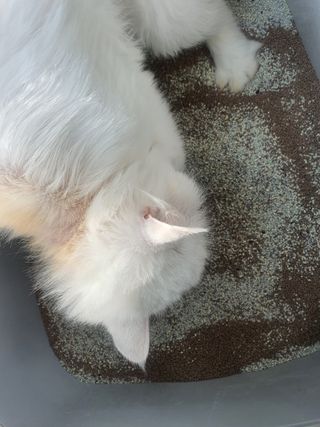 poochi님이 올린 리뷰 사진 1