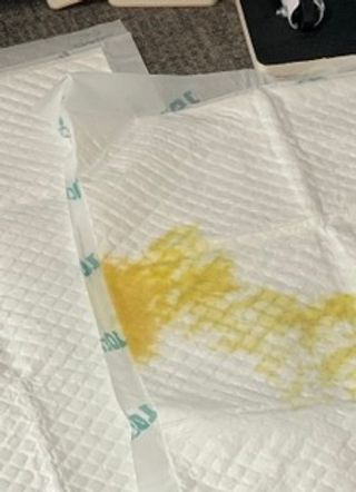아베크 펫 와이드 프리미엄 중형 애견 강아지 배변 패드 54매 1팩 45g — 5점을 준 리뷰어가 2021년 7월 올린 사용 사진