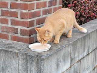 조롱이님이 올린 리뷰 사진 1