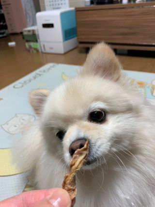 [보헤리] 국내산 강아지 육포간식 바삭 64 2종 — 5점을 준 리뷰어가 2022년 3월 올린 사용 사진