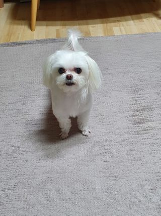My Pet Care 천연단백질 치아건강에 개좋아 — 5점을 준 리뷰어가 2021년 2월 올린 사용 사진
