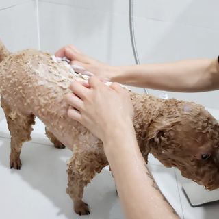 [댕모어 샴푸 2종] 댕샴푸 / 퍼피샴푸  2종 세트 (300ml) — 5점을 준 리뷰어가 2023년 10월 올린 사용 사진