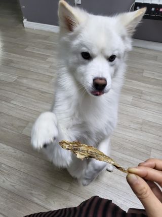 [보헤리] 국내산 강아지 육포간식 바삭 64 2종 — 5점을 준 리뷰어가 2022년 3월 올린 사용 사진