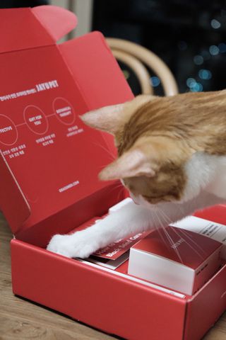 [자유펫] 고양이 턱드름 여드름 예방 및 제거 세트, 블랙씨드케어박스 — 5점을 준 리뷰어가 2021년 10월 올린 사용 사진