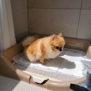 아베크 펫 와이드 프리미엄 중형 애견 강아지 배변 패드 54매 1팩 45g — 5점을 준 리뷰어가 2021년 7월 올린 사용 사진