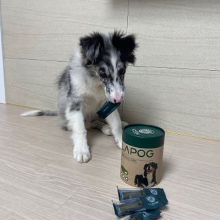 [푸디웜] 라포그 코어덴탈츄 그린 (10개입) — 5점을 준 리뷰어가 2022년 12월 올린 사용 사진