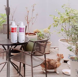 닥터라파알 레드 꽃향기 탈모샴푸 1,000ml + 트리트먼트 1,000ml — 5점을 준 리뷰어가 2021년 8월 올린 사용 사진