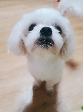 랩솔루션 강아지 영양제 3종 중 택 1 — 5점을 준 리뷰어가 2022년 5월 올린 사용 사진