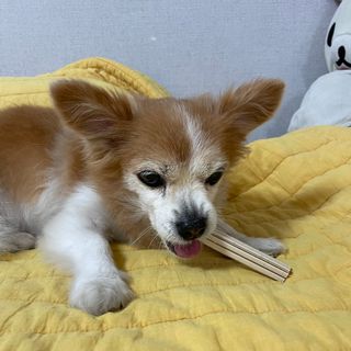 빵이님이 올린 리뷰 사진 2