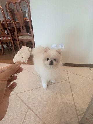 [펫시밀] 원물그대로 영양듬뿍 동결건조 왕북어트릿300g,왕치킨트릿400g,열빙어트릿300g 대용량 간식 — 5점을 준 리뷰어가 2023년 5월 올린 사용 사진