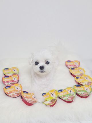 비타크래프트 조에시 하트캔 85g 강아지 습식캔 10캔 — 5점을 준 리뷰어가 2021년 9월 올린 사용 사진