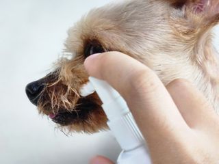 프리[경남제약 레모나x댕모어]  강아지 고양이 구취제거 충치 예방 덴탈클리너 120ml — 5점을 준 리뷰어가 2024년 7월 올린 사용 사진