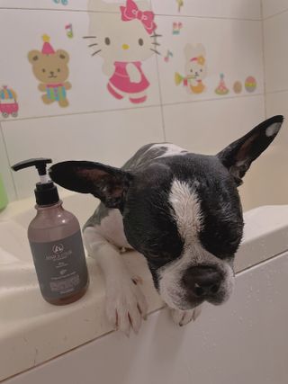 마리앤루이펫샴푸 [mari and louie pet shampoo] — 5점을 준 리뷰어가 2021년 5월 올린 사용 사진