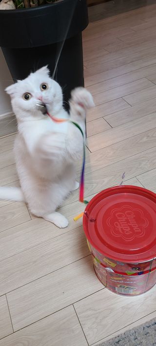 논지님이 올린 리뷰 사진 2