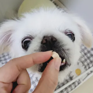 프롬씨 미네랄 소고기트릿 / 미네랄 치킨트릿 / 미네랄 북어트릿 (3가지 상품 중 랜덤 1가지 상품 랜덤 발송) — 5점을 준 리뷰어가 2022년 12월 올린 사용 사진
