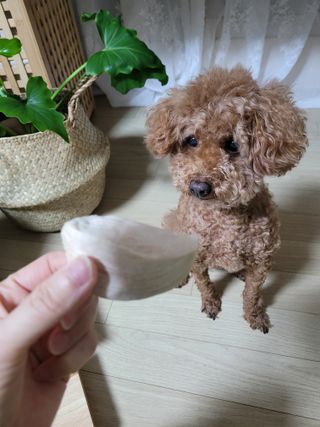 [펫시밀] 원물그대로 영양듬뿍 동결건조 왕북어트릿300g,왕치킨트릿400g,열빙어트릿300g 대용량 간식 — 5점을 준 리뷰어가 2023년 5월 올린 사용 사진