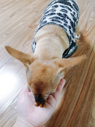 씨디랩 속이 편한 강아지 사료 소프트발란스 기호성 좋은 발효사료 피부와 위장 관절과 위장 — 5점을 준 리뷰어가 2021년 3월 올린 사용 사진