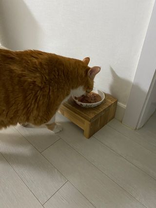 비타크래프트 포에시 델리스 고양이 파우치 85g 9가지맛 1팩씩 — 4점을 준 리뷰어가 2021년 8월 올린 사용 사진