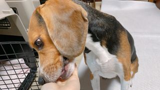 펫21 그로그로 5종 강아지 고양이 반려동물 한방 영양제 — 5점을 준 리뷰어가 2021년 12월 올린 사용 사진