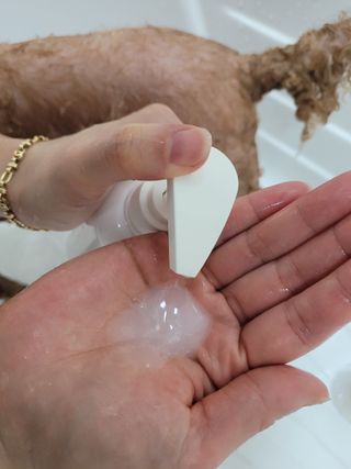 [댕모어 샴푸 2종] 댕샴푸 / 퍼피샴푸  2종 세트 (300ml) — 5점을 준 리뷰어가 2023년 8월 올린 사용 사진