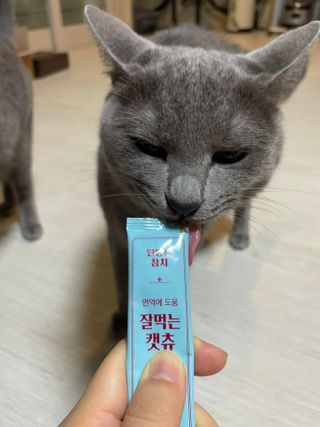 페페로니 잘 먹는 캣츄 - 원양선 참치 24개입 — 5점을 준 리뷰어가 2021년 10월 올린 사용 사진