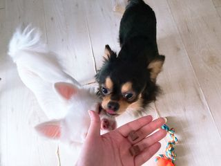 My Pet Care 천연단백질 눈건강에 개좋아 — 5점을 준 리뷰어가 2021년 1월 올린 사용 사진