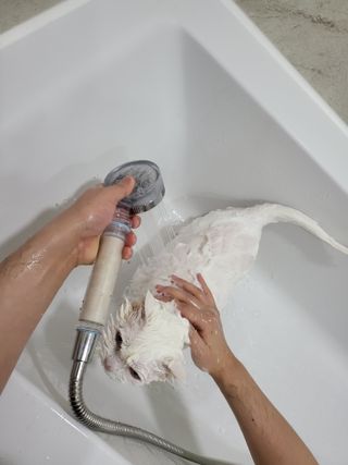 소담스퀘어 상암 주식회사 에코스터프 펫버디 반려동물 마누카 검은콩 프로틴 샴푸바 — 5점을 준 리뷰어가 2022년 12월 올린 사용 사진