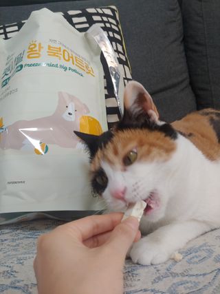 [펫시밀] 원물그대로 영양듬뿍 동결건조 왕북어트릿300g,왕치킨트릿400g,열빙어트릿300g 대용량 간식 — 5점을 준 리뷰어가 2023년 5월 올린 사용 사진
