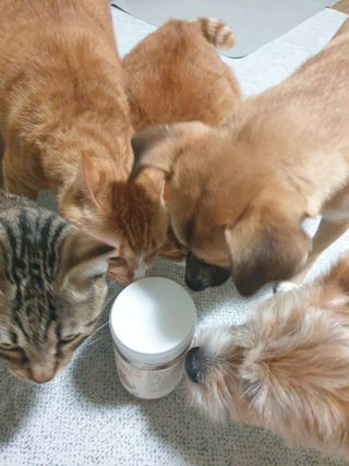 [펫시밀] 원물그대로 강원도 인제군 용대리 무염황태채 60g 강아지 고양이 프리미엄 수제간식 — 5점을 준 리뷰어가 2023년 11월 올린 사용 사진