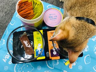 페페로니 맛있는 스틱 - 무항생제 닭고기 15개 + 원양선 참치 15개 — 5점을 준 리뷰어가 2021년 8월 올린 사용 사진