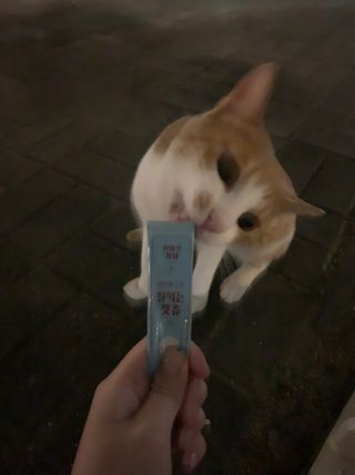 페페로니 잘 먹는 캣츄 - 원양선 참치 24개입 — 5점을 준 리뷰어가 2021년 7월 올린 사용 사진
