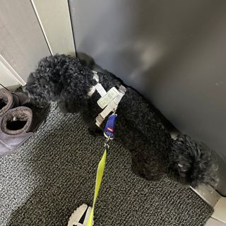 베이컨박스 [BACON] 고아웃클럽 산책 안전벨트 라이트 - 소형견용 — 5점을 준 리뷰어가 2021년 12월 올린 사용 사진