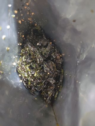 광천우리맛김 우리집밥도둑 맛있는광천김 우리김자반 50g 5봉 — 4.5점을 준 리뷰어가 2021년 11월 올린 사용 사진