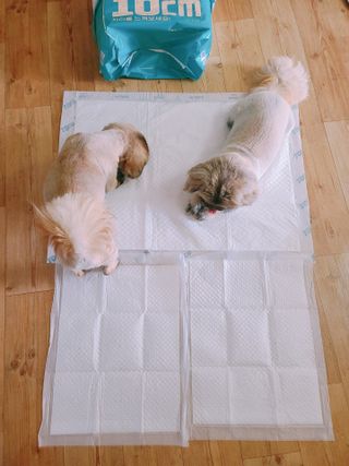 아베크 펫 와이드 프리미엄 대형 애견 강아지 배변 패드 30매 1팩 80g — 5점을 준 리뷰어가 2021년 7월 올린 사용 사진